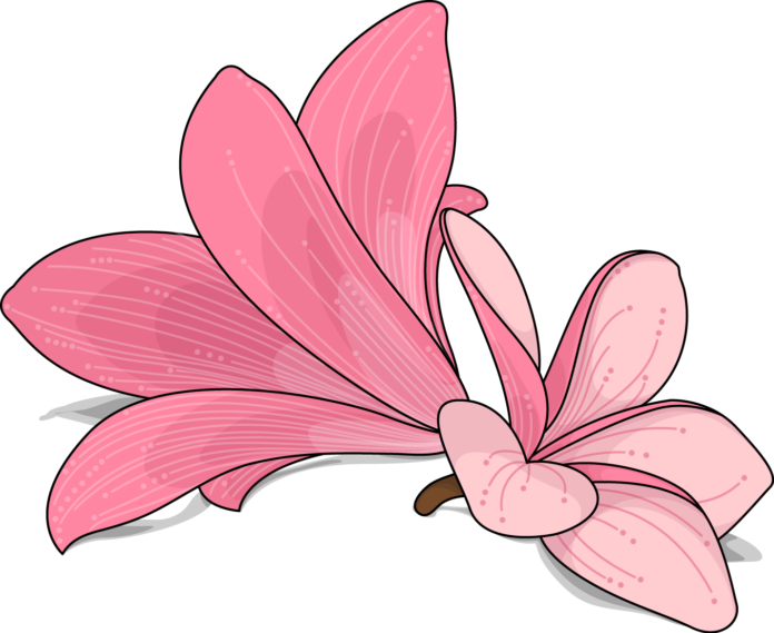 Pink lily Flower Png image